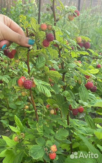 Клубника ремонтантная,Малина,Смородина,Крыжовник
