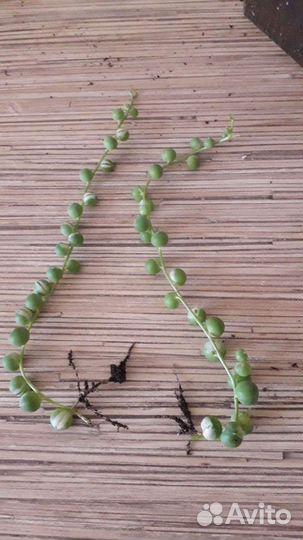 Крестовник (Сенецио) Роули вариег, комнатные раст