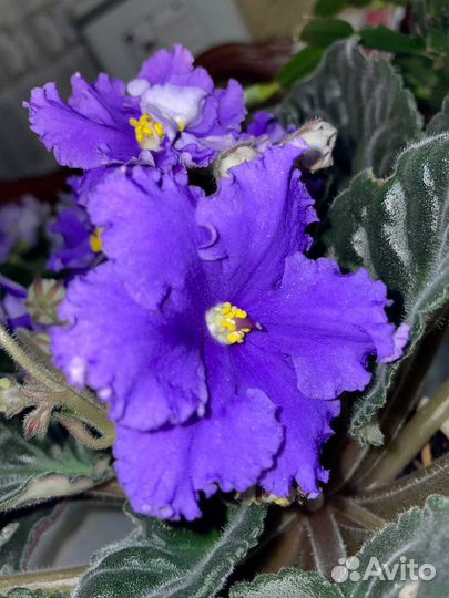 Сортовые фиалки