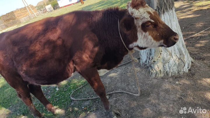 Бычки полторашки по70 т
