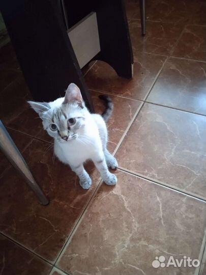 Котик бесплатно в добрые руки