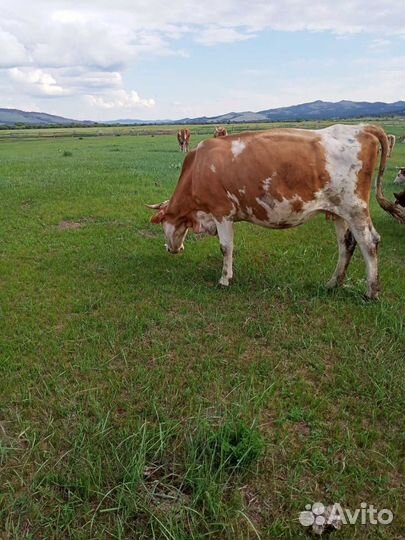 Коровы стельные