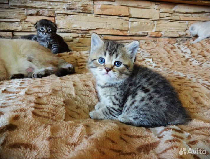 Шотландские вислоушечки