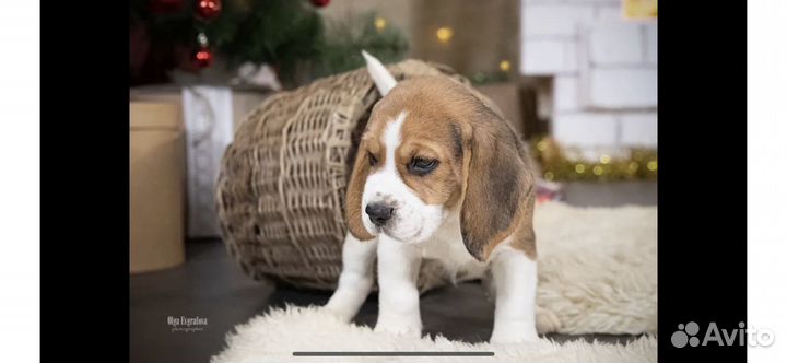 Щенки бигль