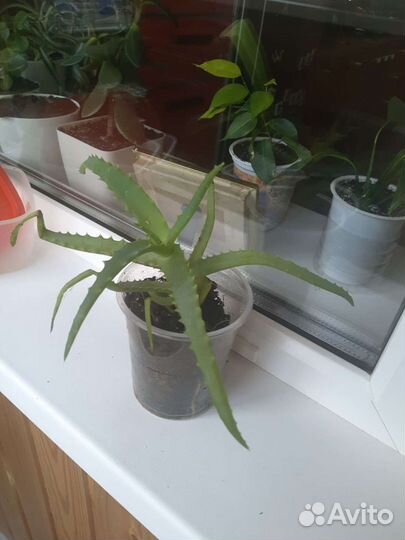 Алоэ лечебный