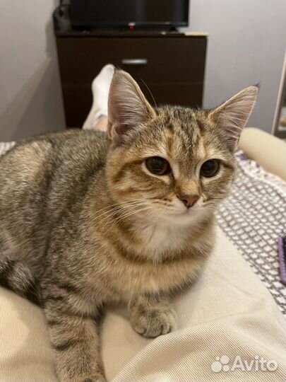 Кошка