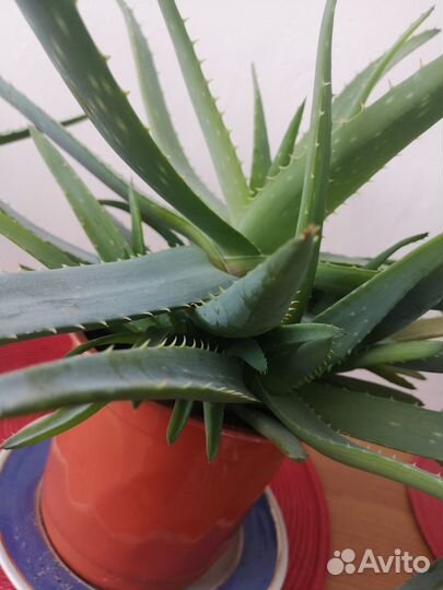 Растение алоэ Вера