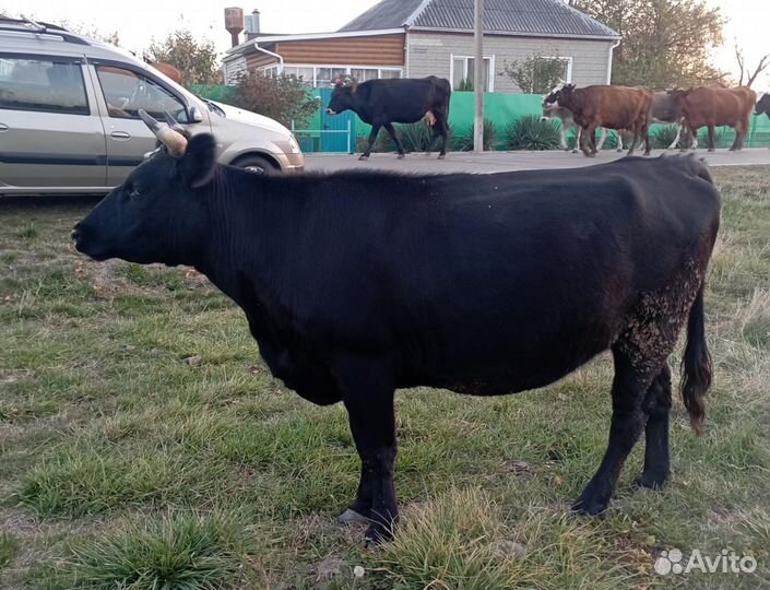 Первотелки