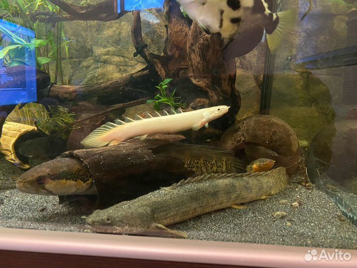 Полиптерус ансорги