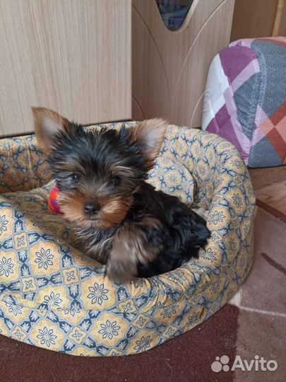 Йоркширский терьер