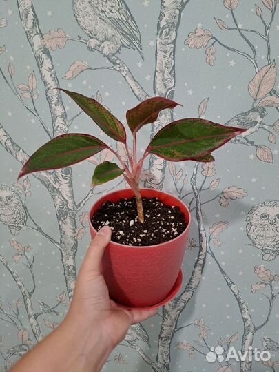 Аглаонема крит