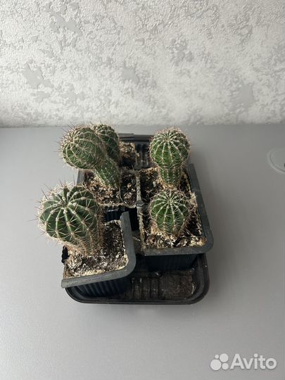 Отдам кактус
