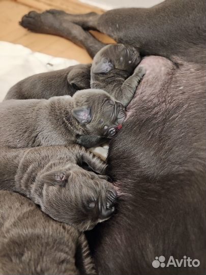 Щенки кане корсо