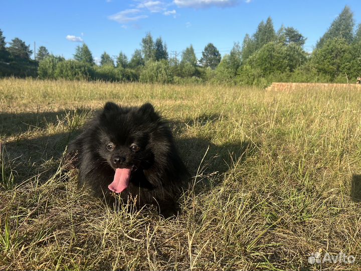 Шпиц вязка мальчик