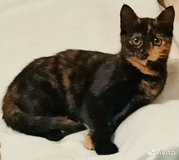 Котята ищут дом