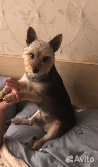 Йоркширский терьер