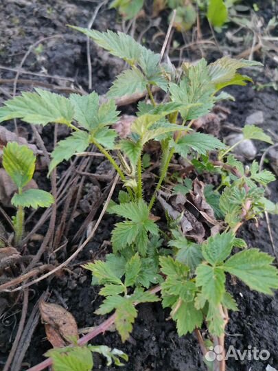 Малина чёрная 