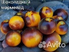 Семена коллекционных томатов 12шт