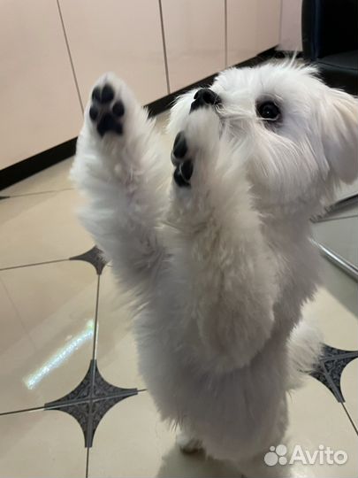 Мальтезе вязка