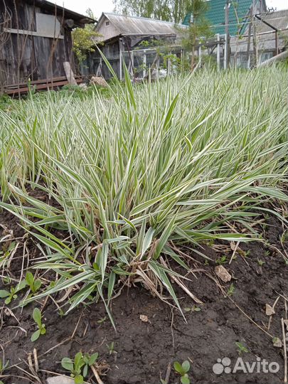 Декоративные злаки
