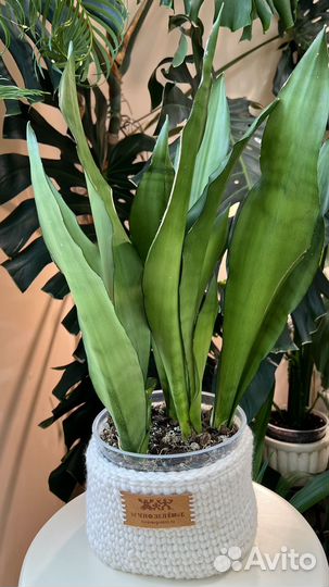 Сансевьерии сортовые