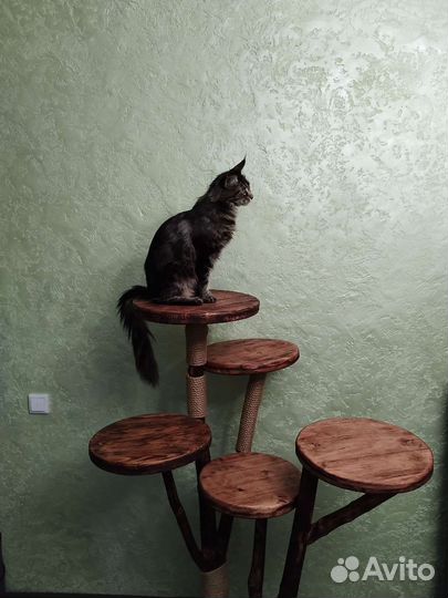 Комплекс для кошек