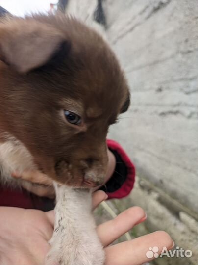 Щенки хаски 1 месяц. Бесплатно