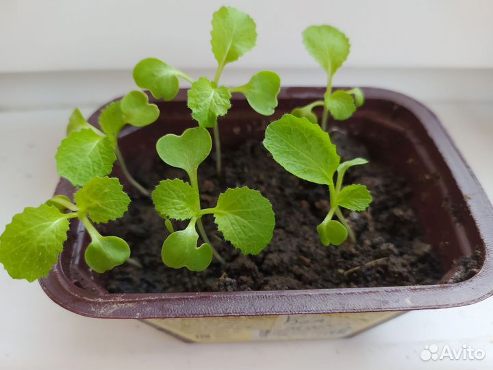 Рассада пекинской капусты