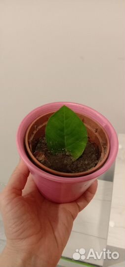 Замиакулькас