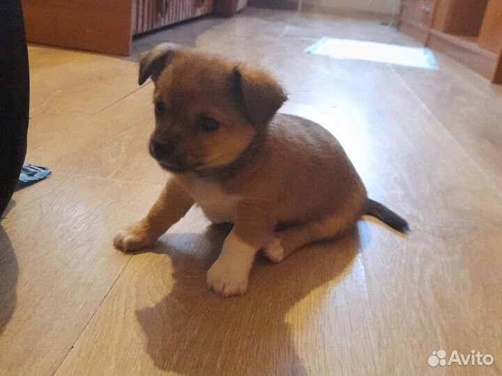 Щенки чихуа девочки