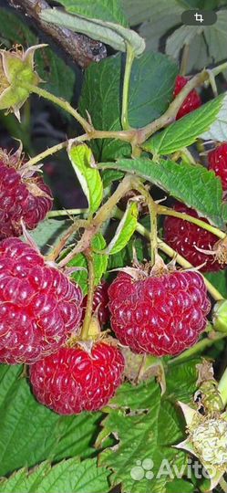 Саженцы малины, смородины, черноплодной рябины