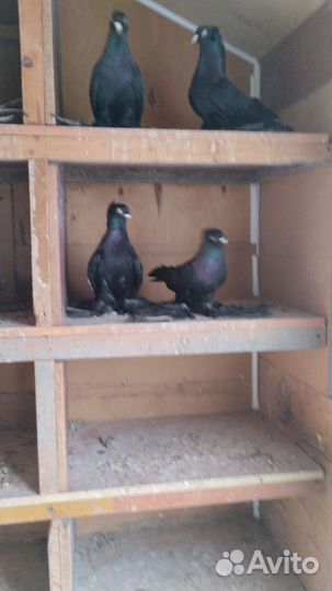 Голубь самовывоз