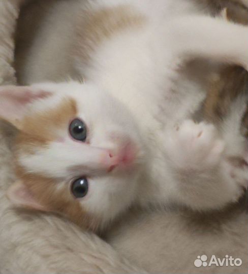 Котята в добрые руки бесплатно