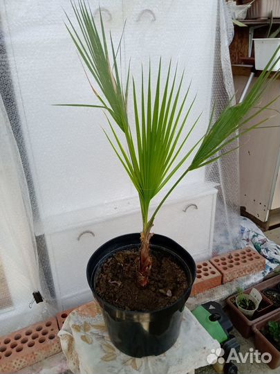 Роскошная Пальма Вашингтония Комнатное растение