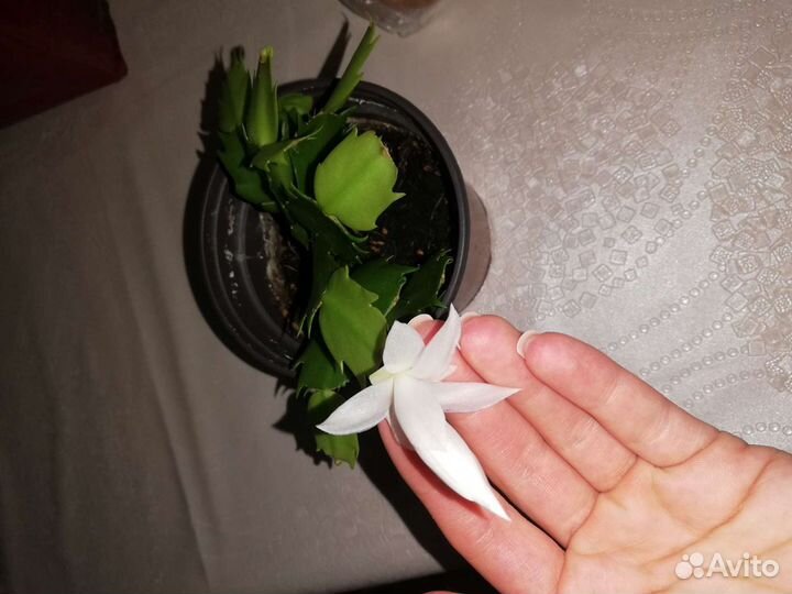 Декабристы разные цвета