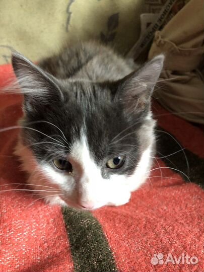 Отдам кошечку почти 3 месяца