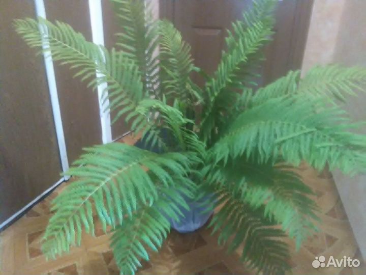 Продам отросток папоротника