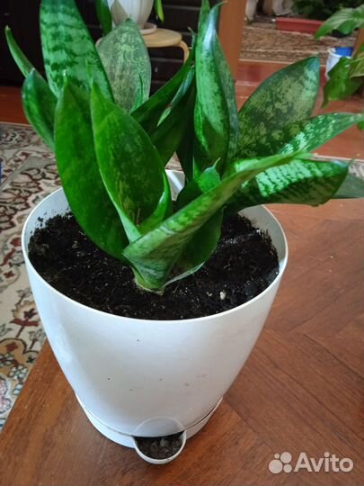 Фикус бенджамина пестролистный