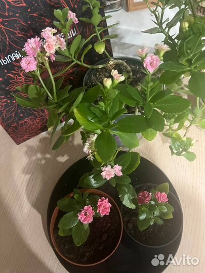 Каланхоэ цветущий