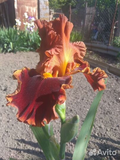 Сортовой Ирис