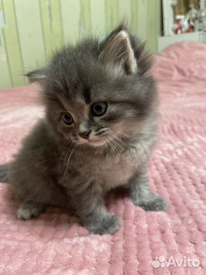 Британская кошка