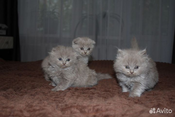 Британские котята