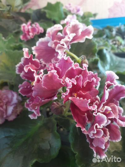 Листики Фиалки