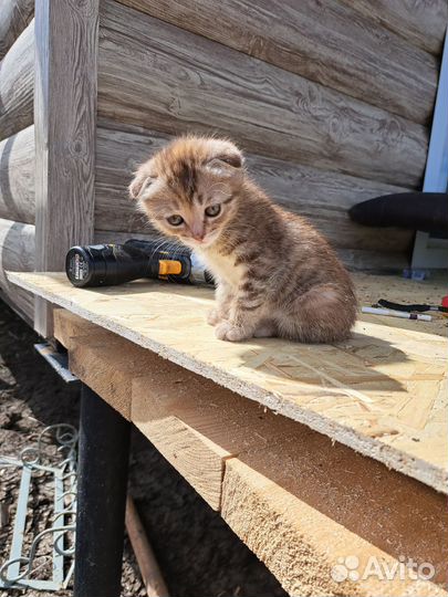 Кошка вислоухая