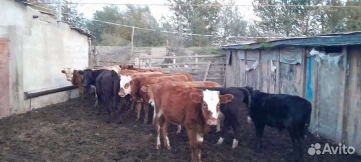 Телята бычки коровы