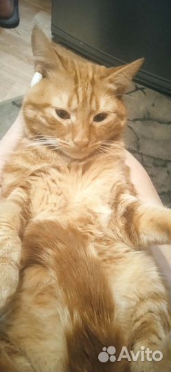 Потерялся кот