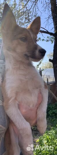 Щенки метисы