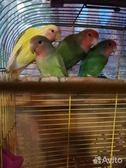 Птенцы неразлучника