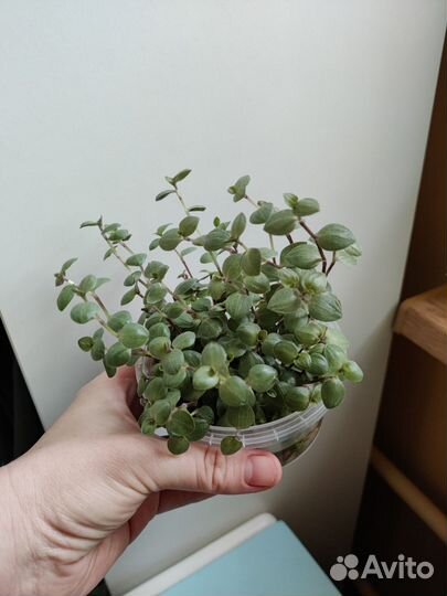 Комнатные цветы, укоренённые