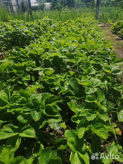 Клубника сортовая (саженцы)(малина, ежевика)